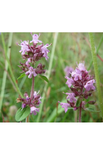 Чебрець перцевий колосовидні суцвіття